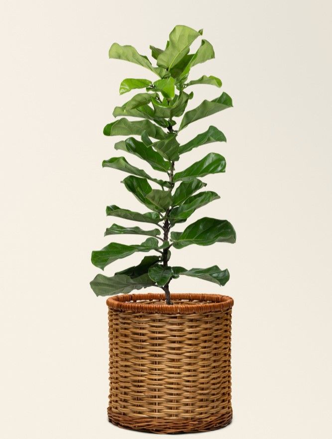 A Fiddle Leaf Fig plant