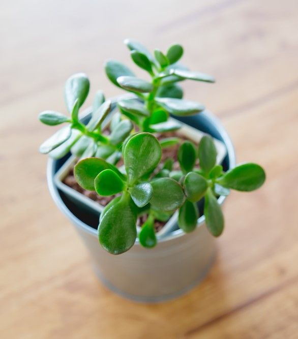 A jade plant