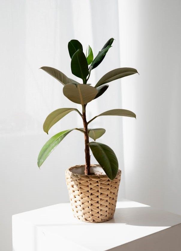 A rubber Plant