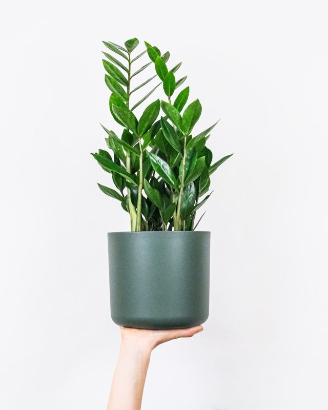 ZZ plant