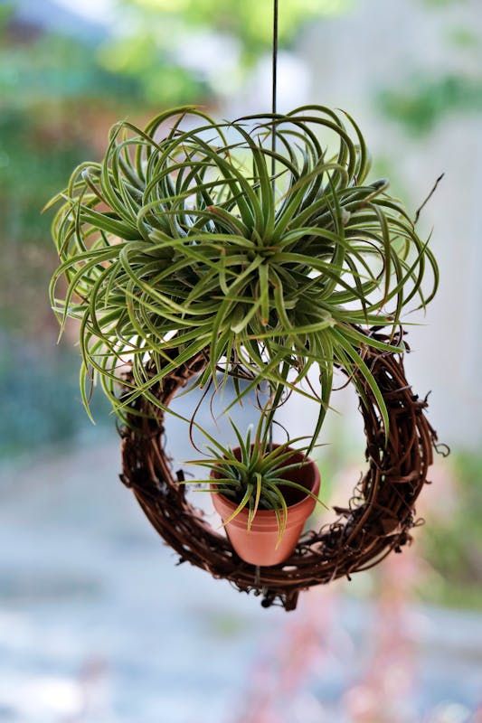 A air plant