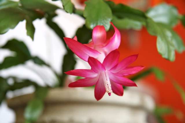 Red Christmas cactus