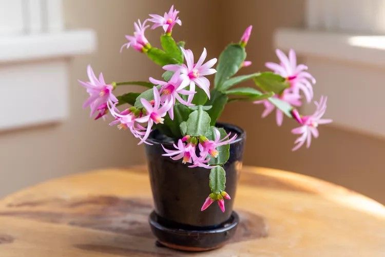Light pink Ester cactus