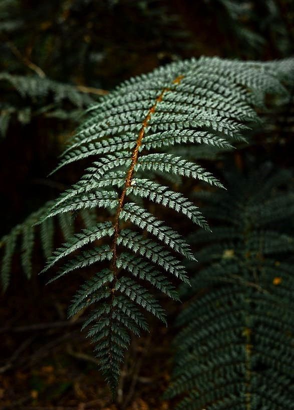 ferns-plant.jpg