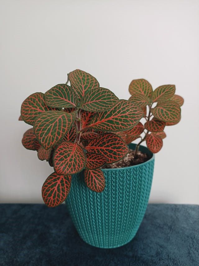 A Fittonia Plant