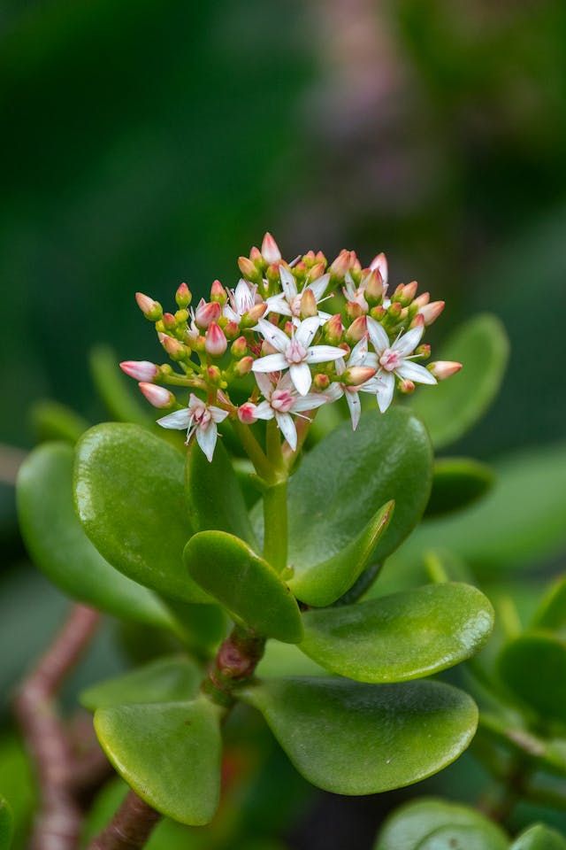 Jade plant (succulents)