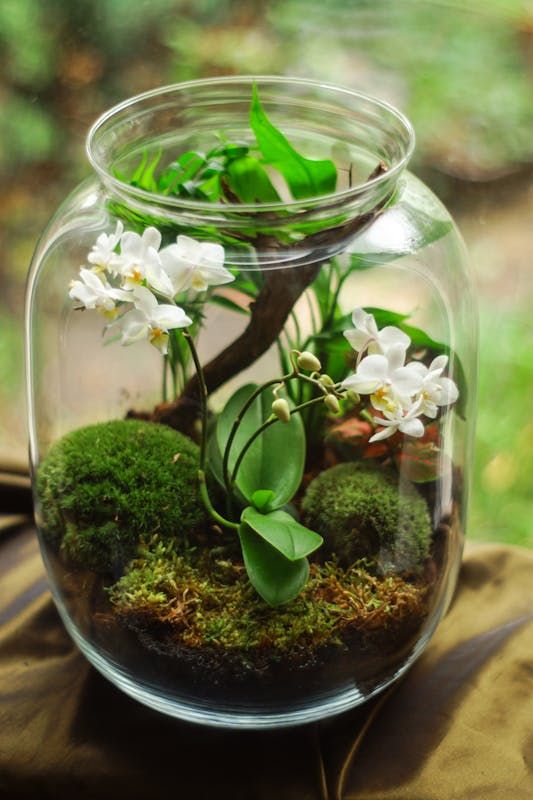Terrarium miniature orchids