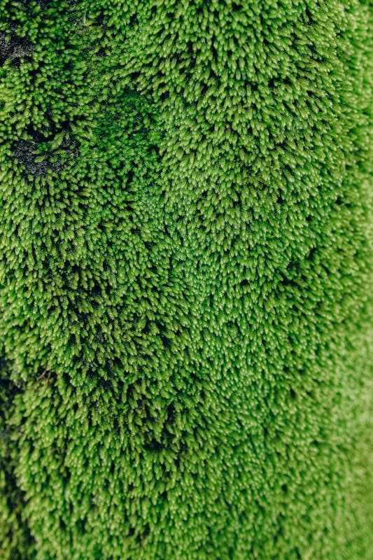 mosses on surface