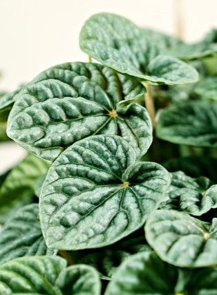 leaf of peperomia