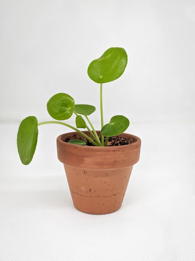 A Pilea Microphylla plant